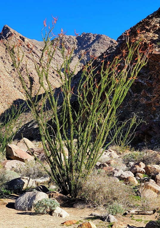 Flowering Ocotillo